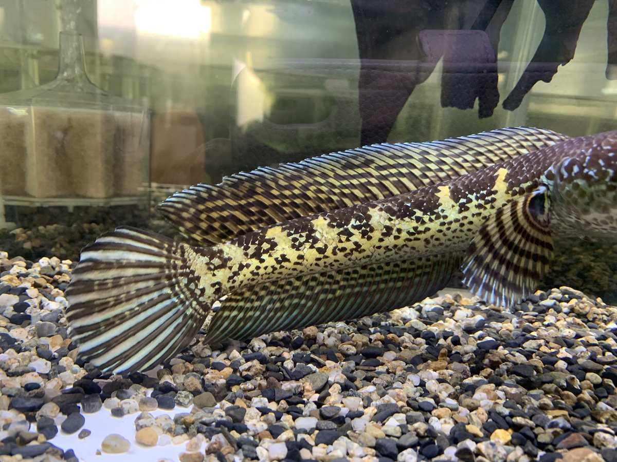 小さな熱帯魚の店 レインボー 小虹 の人たち Tfrainbow Twitter