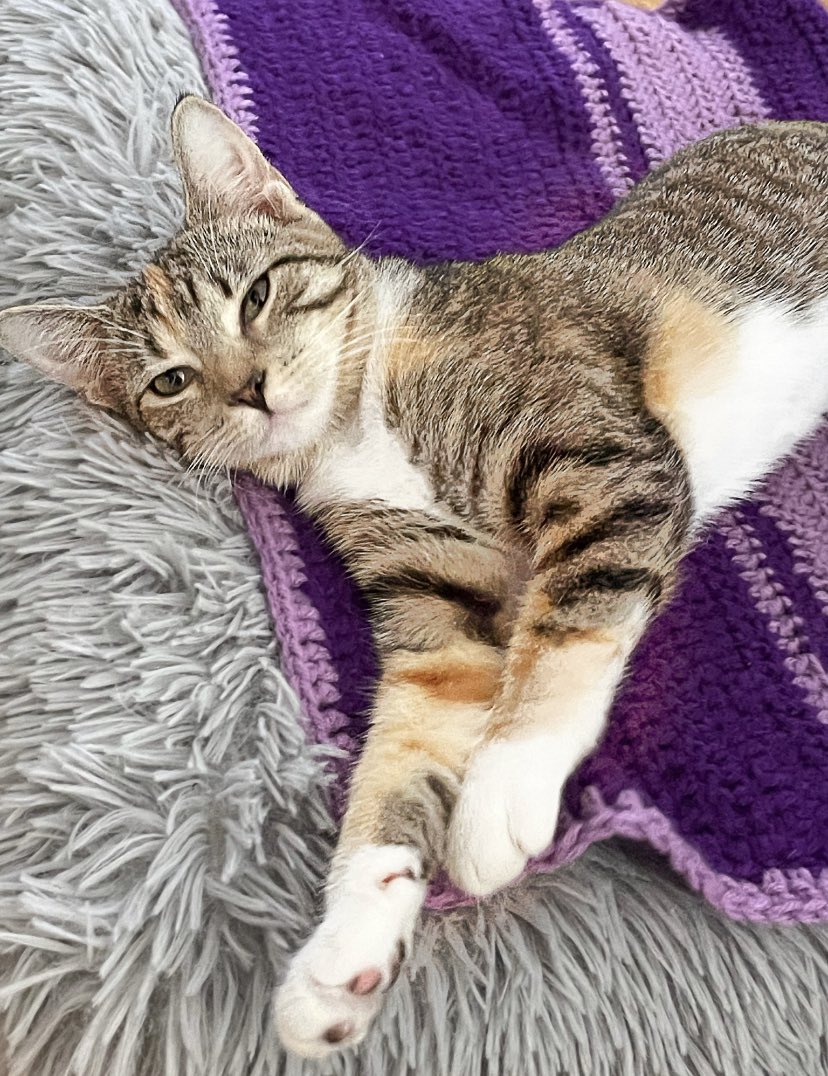 Catitude behind the scenes.<a href="/catsofinstagram/">Cats of Instagram</a>. Excited to be joining #twitterweek! #catsofinstagram