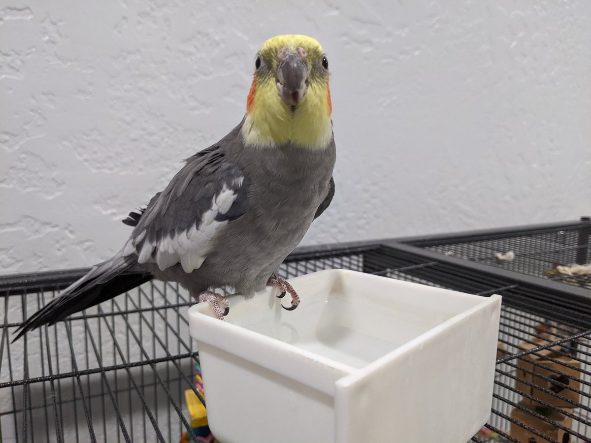 MariGenkii's tweet photo. My favorite morning routine is changing the water with Chicken. He loves getting that sip of fresh water in the morning 🥰 https://t.co/B59UlaaOXn