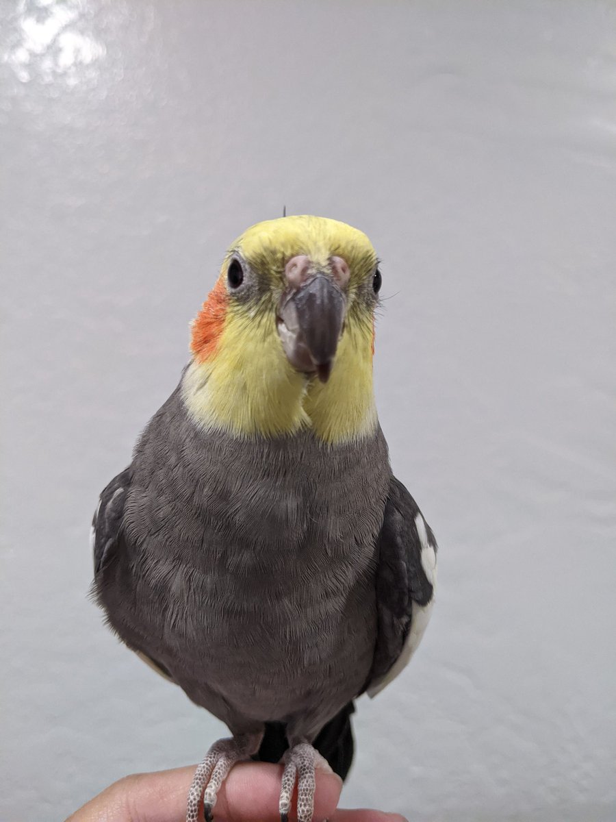 My favorite morning routine is changing the water with Chicken. He loves getting that sip of fresh water in the morning 🥰