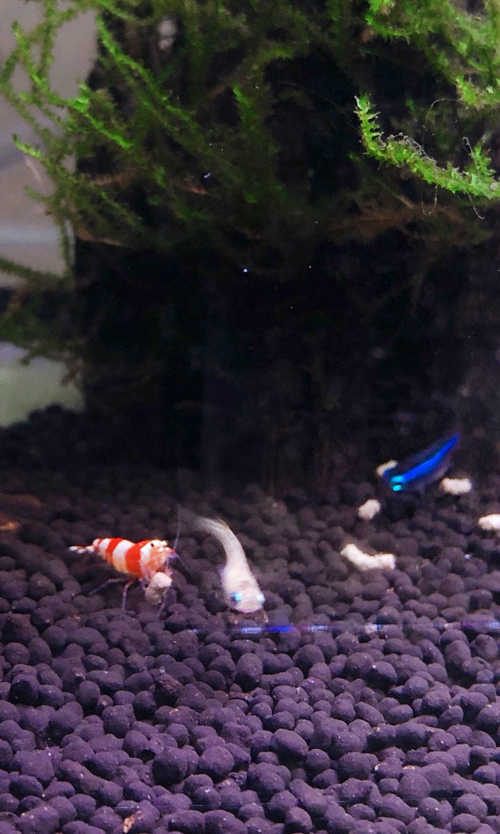 ネオンテトラ Twitter Search