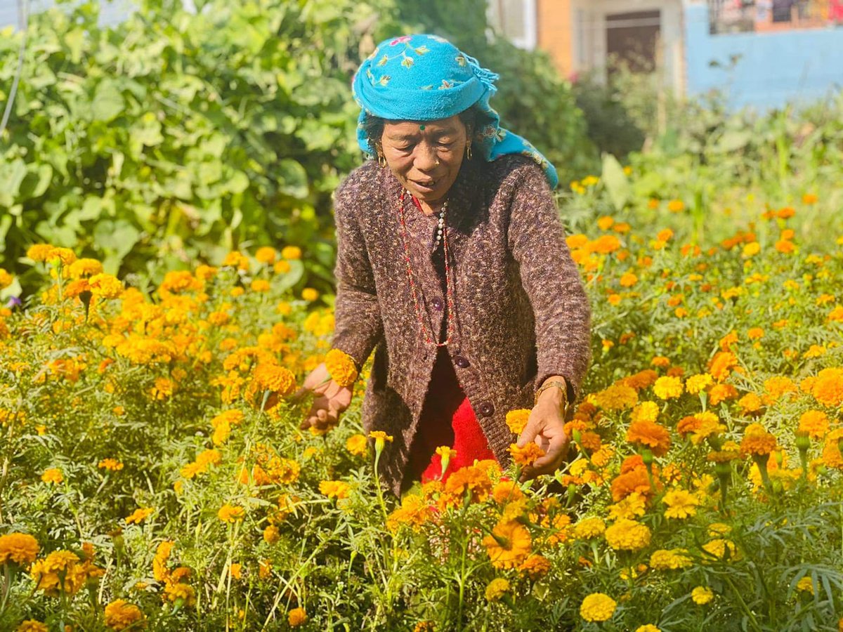 hernekatha's tweet image. टपक्कै टिपी लाईदिउँ कि जाेर फूल हजुरकाे सिरैमा ।🌸
#TiharVibes #HerneKatha