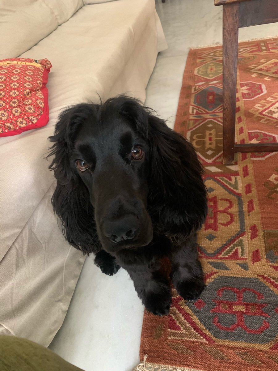 RingoWoof's tweet photo. Happy Diwali! https://t.co/BBRu5xoqy2