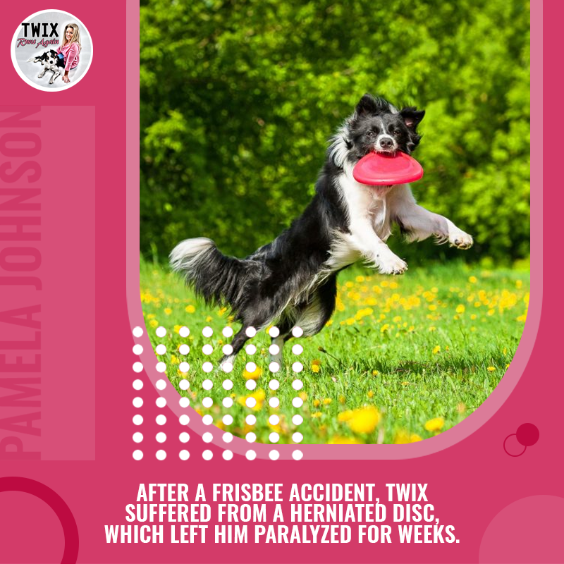 Pamela Johnson shares Twix's inspiring journey towards recovery in her book, Twix Runs Again. Out on Amazon soon! 

#TwixRunsAgain #PamelaJohnson #BorderCollie #bestfriend #family #recovery #healing #vet #accident #surgery #journey #love  #inspirational