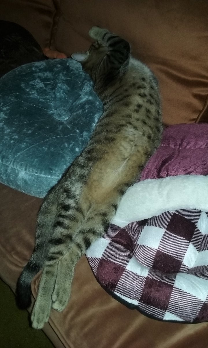 MadamSarcastra's tweet photo. In case you need #cozy bedtime #GoodVibes or if you just need a TL cleanse w/ some #ComfyCats & #SleepyKitties ๐ฅฐ
#Han & #Obi sprawled & napping as I left for my buddy's... before (top) & after I said goodbye... they stretched for belly strokes! ๐ฎ
#rescue #cats #AdoptDontShop https://t.co/5yhFsvOj8Y