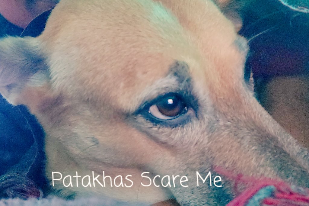 I'm Meethi-Mia, and I am very scared of crackers 😶

I am lucky to be adopted and am with my Mommy n Daddy, but there are millions of my siblings on streets, alone, petrified, very scared of loud Patakhas! 

Please think about us this #Diwali 
#BeKind #PollutionFreeWorld