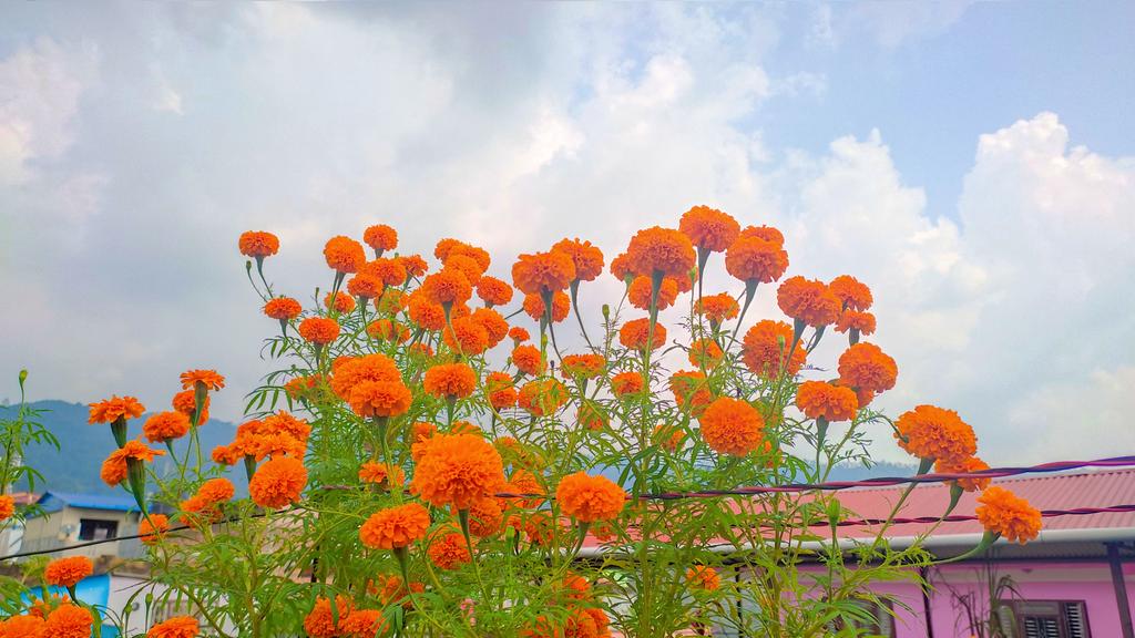 शुभ दिपावलीको सुभकामना सबैलाई🏵️🏵️😍