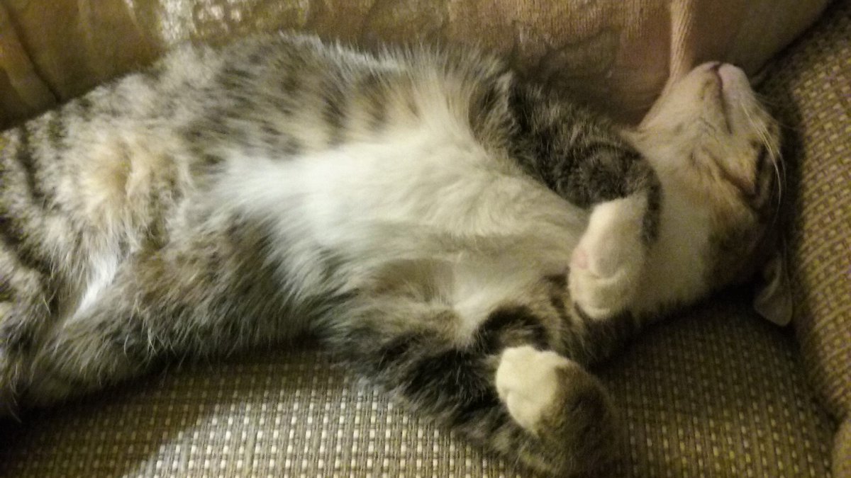 MadamSarcastra's tweet photo. In case you need #cozy bedtime #GoodVibes or if you just need a TL cleanse w/ some #ComfyCats & #SleepyKitties ๐ฅฐ
#Han & #Obi sprawled & napping as I left for my buddy's... before (top) & after I said goodbye... they stretched for belly strokes! ๐ฎ
#rescue #cats #AdoptDontShop https://t.co/5yhFsvOj8Y
