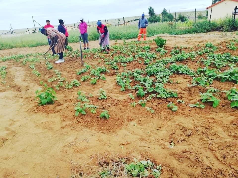 glows05's tweet photo. This is the garden that she works on with the elderly and anyone in need in the community can get veggies #ThisIsUs #ChangeSA https://t.co/t7I3tcLf9e