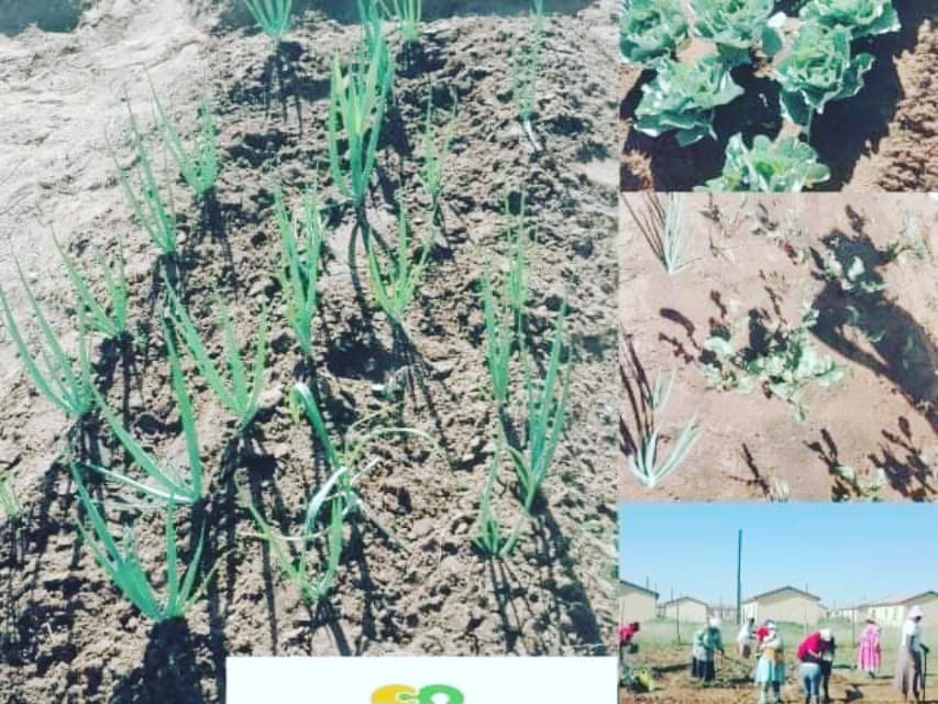 glows05's tweet photo. This is the garden that she works on with the elderly and anyone in need in the community can get veggies #ThisIsUs #ChangeSA https://t.co/t7I3tcLf9e