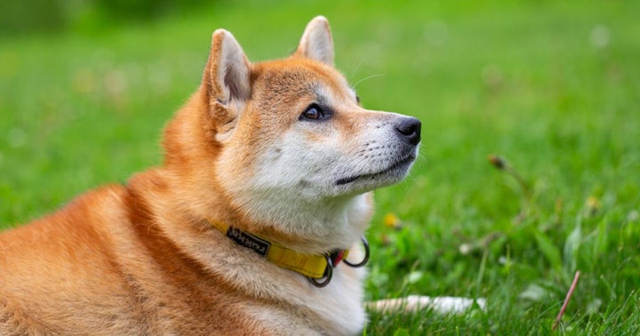 JavBokeh's tweet image. Why Is Shiba Inu Coin Price Crashing Today? - Benzinga - Benzinga: * Why Is Shiba Inu Coin Price Crashing Today? - Benzinga  Benzinga * Multi-Billion Dollar Shiba Inu Wallet Makes Some Moves  Yahoo Finance * 7 Meme Cryptos to Buy for Gamblers Tired of the Stock Market …