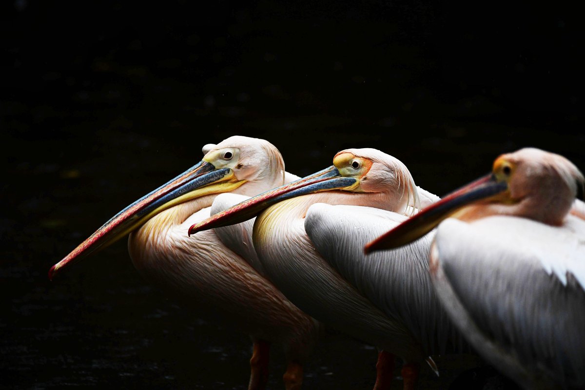 linjianyangbe's tweet photo. Great White Pelican, spotted in northeast China's #Heibei province.
by 野狼
#BirdsSeenIn2021 #野鳥 #China
#MoreBirdsLessPolitics #birds
#birdwatching #photography
#TwitterNatureCommunity @avibase https://t.co/ko4gIfYe0D