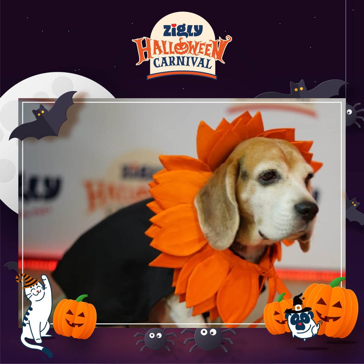 ziglyforpets's tweet photo. What a great fun-filled evening with games, costumes, and so much more! Enjoy these images from the biggest Halloween Carnival for pets. Swipe to check them all out. 

#ZiglyHalloweenCarnival https://t.co/Qnj4Fzo651