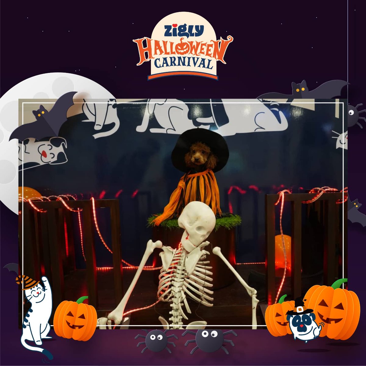 ziglyforpets's tweet photo. What a great fun-filled evening with games, costumes, and so much more! Enjoy these images from the biggest Halloween Carnival for pets. Swipe to check them all out. 

#ZiglyHalloweenCarnival https://t.co/Qnj4Fzo651