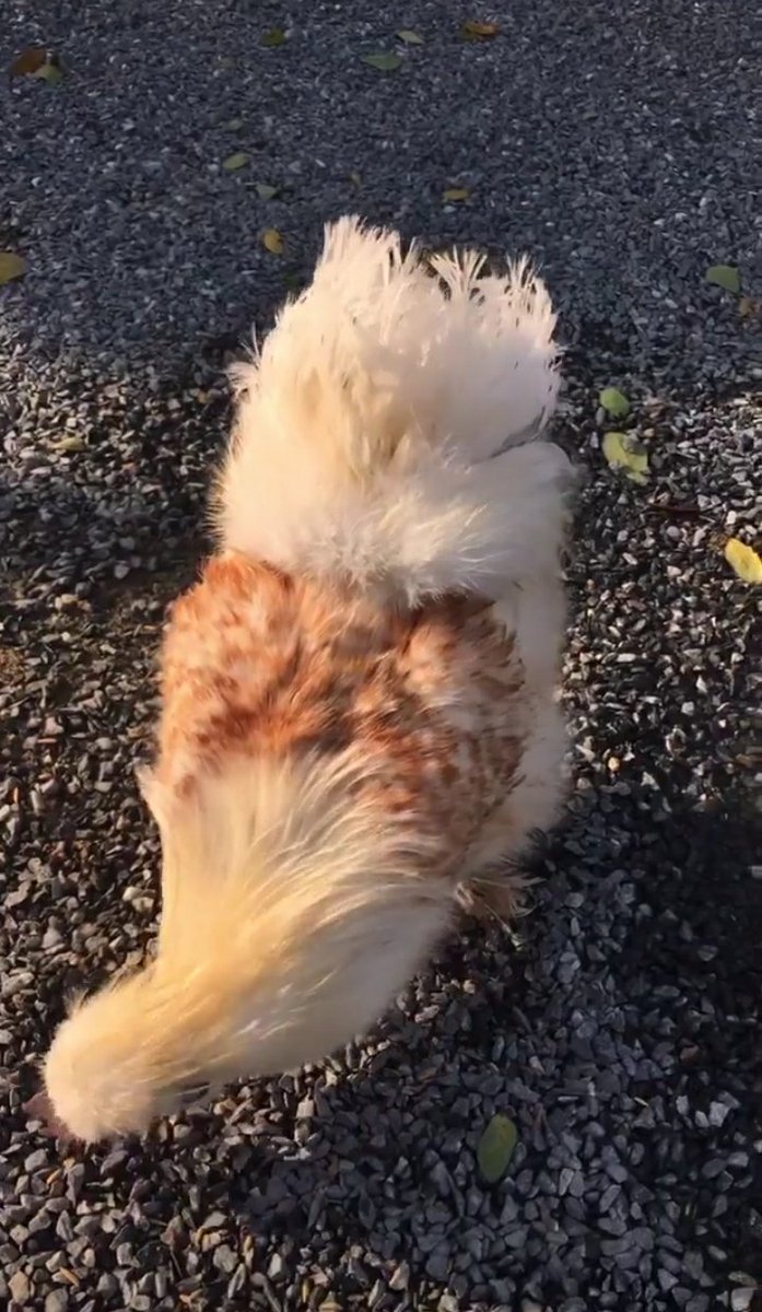 สอบถามผู้รู้ครับ นี่ไก่หรือหมาชิสุ