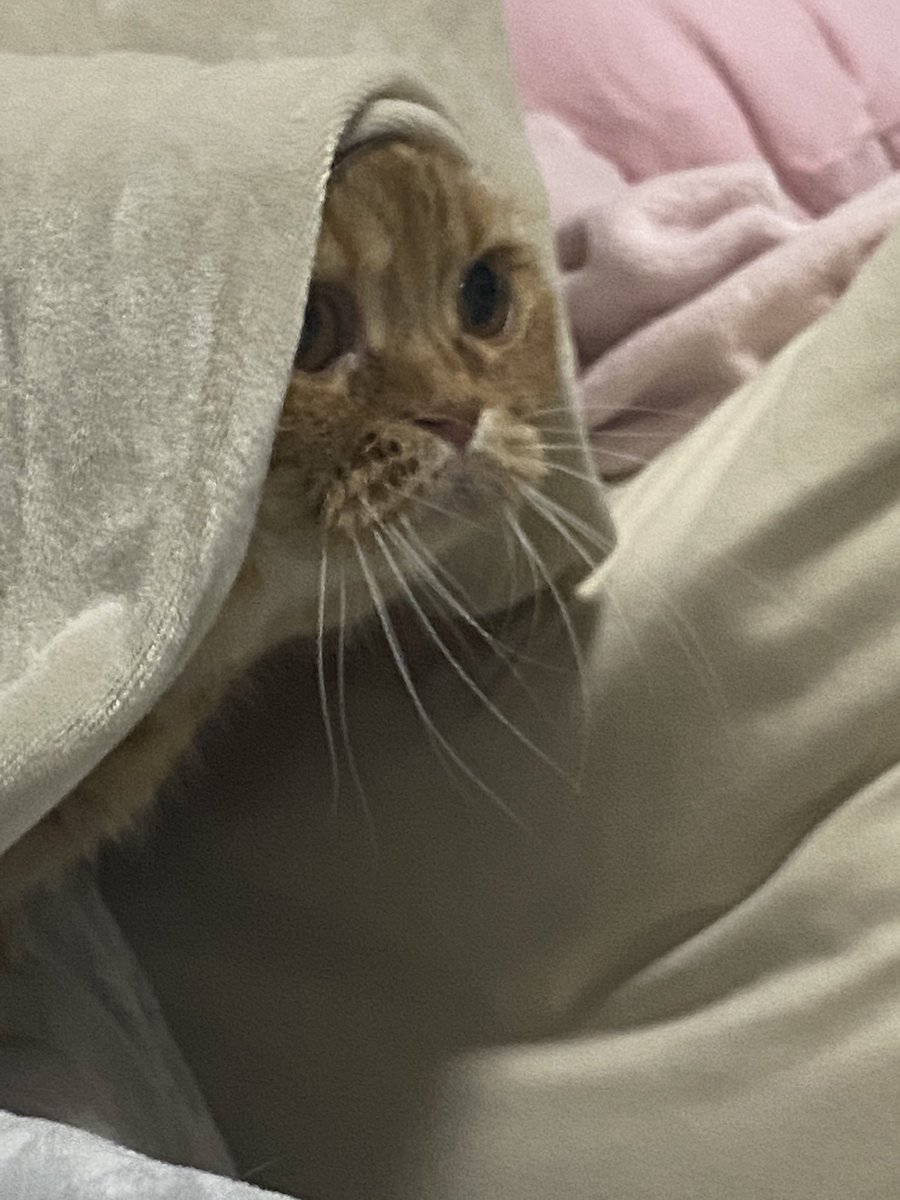 猫じゃない何が見ている…

#いい推しの日 https://t.co/BOXapUjW9I