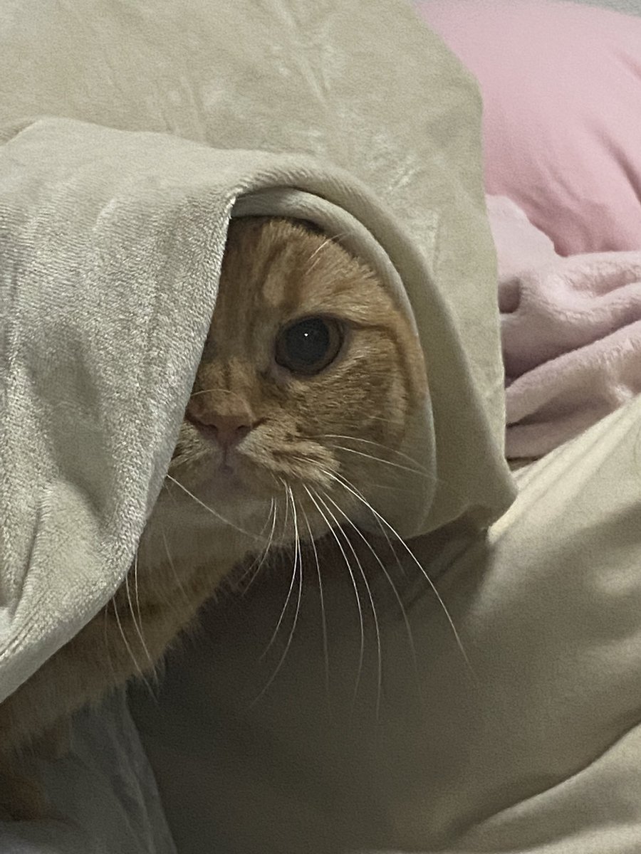 猫じゃない何が見ている…

#いい推しの日 https://t.co/BOXapUjW9I