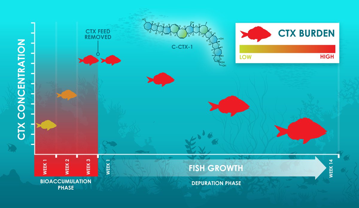 Toxins MDPI (@toxins_mdpi) on Twitter photo Online! "Depuration Kinetics and Growth Dilution of Caribbean #Ciguatoxin in the Omnivore Lagodon rhomboides: Implications for Trophic Transfer and #Ciguatera Risk" by Dr. Alison Robertson <a href="/phycotoxins/">Alison Robertson (she/her)</a>
and Mr. Clayton Bennett, a study on #pinfish #toxins:
mdpi.com/2072-6651/13/1… Online! "Depuration Kinetics and Growth Dilution of Caribbean #Ciguatoxin in the Omnivore Lagodon rhomboides: Implications for Trophic Transfer and #Ciguatera Risk" by Dr. Alison Robertson <a href="/phycotoxins/">Alison Robertson (she/her)</a>
and Mr. Clayton Bennett, a study on #pinfish #toxins:
mdpi.com/2072-6651/13/1…