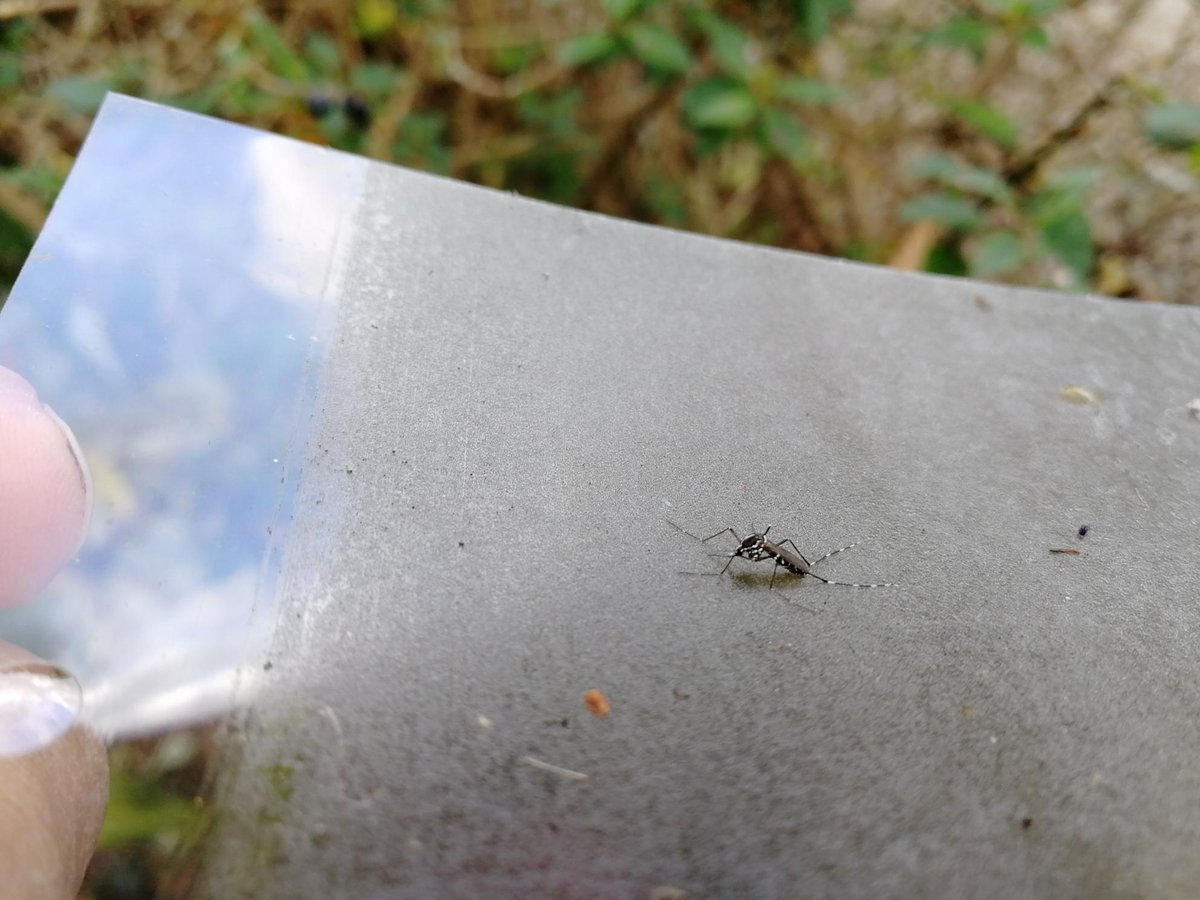 End of #MosquitoSeason around here: One of the last tiger #mosquitoes caught with our BG-GAT mosquito trap in Southern Germany this season. We're now removing the #MosquitoTraps that have been set up. #TigerMosquito #MosquitoMonitoring #VectorManagement #vectorcontrol