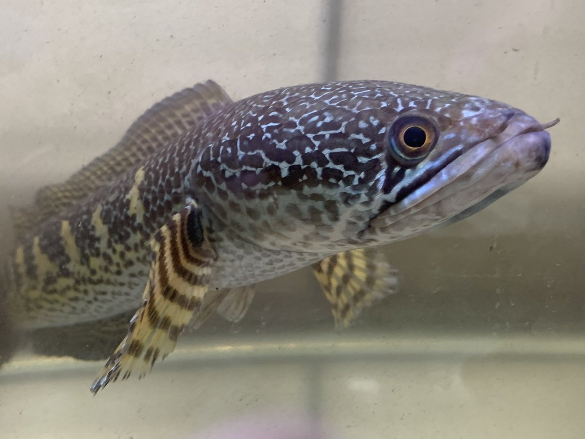 小さな熱帯魚の店 レインボー 小虹 の人たち Tfrainbow Twitter