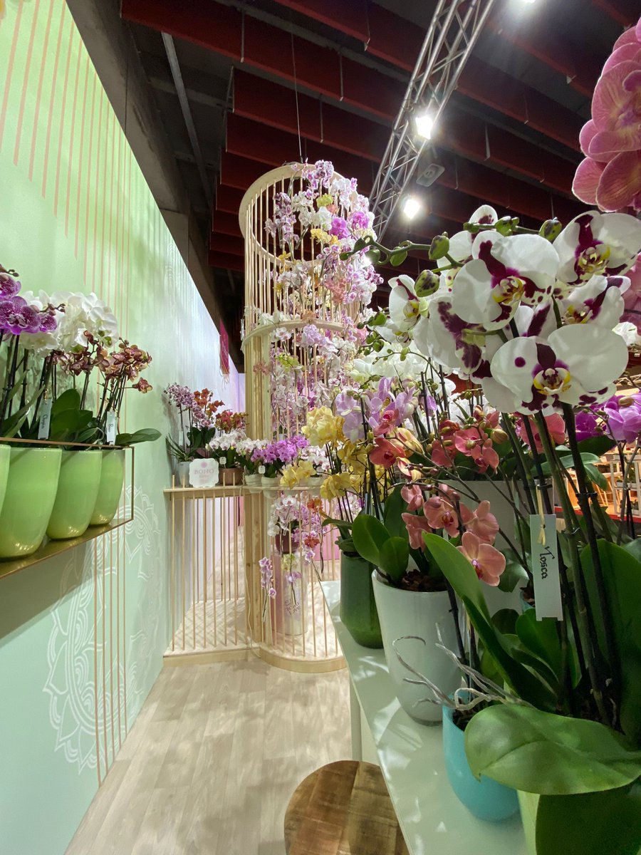 PikoPlant's tweet photo. Lots of bohemian love and inspiration at our exclusive Bohemian Orchids stand @RFHTradeFair. We look forward to welcoming you! https://t.co/Of3FmWwRxF