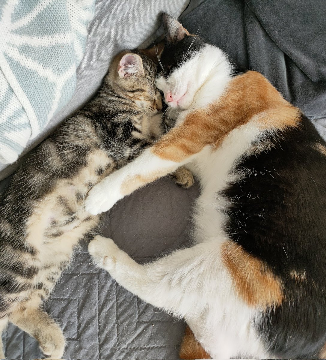 One of the reasons kittens adopted from LCR are so well socialised is fostering process and the nurturing relationships they build whilst in foster care. Here's Fay (recently adopted with her brother) enjoying cuddle and naptime with Pinto. #AdoptDontShop #kittensoftwitter