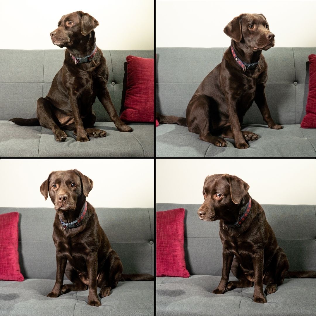 As we were having some new photos done for our website javaproductions.co.uk, our dog Lola, who lies on our feet most of the time in the office, wanted to get in on the act 🥰