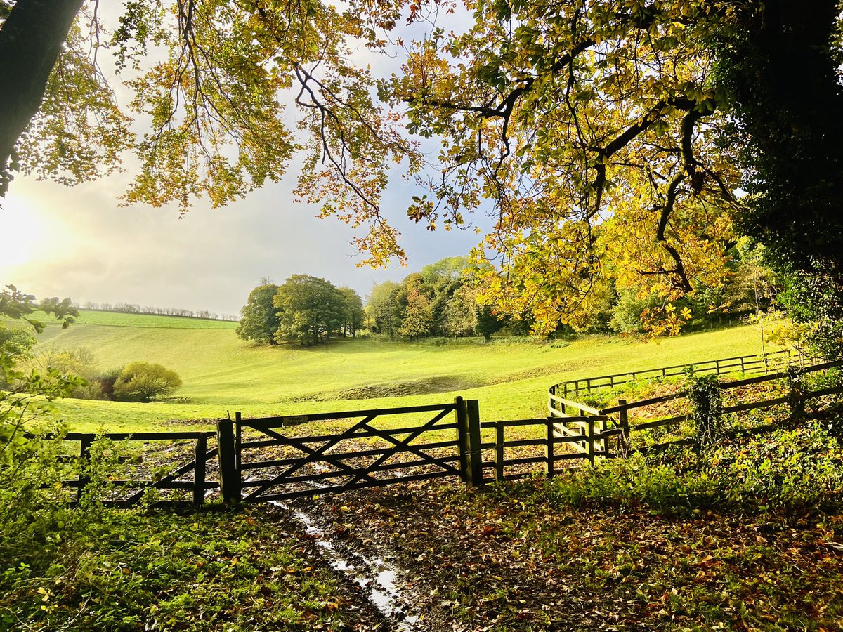 A Wet Autumn Walk. Just 4°C and wellies needed. Jackdaws.