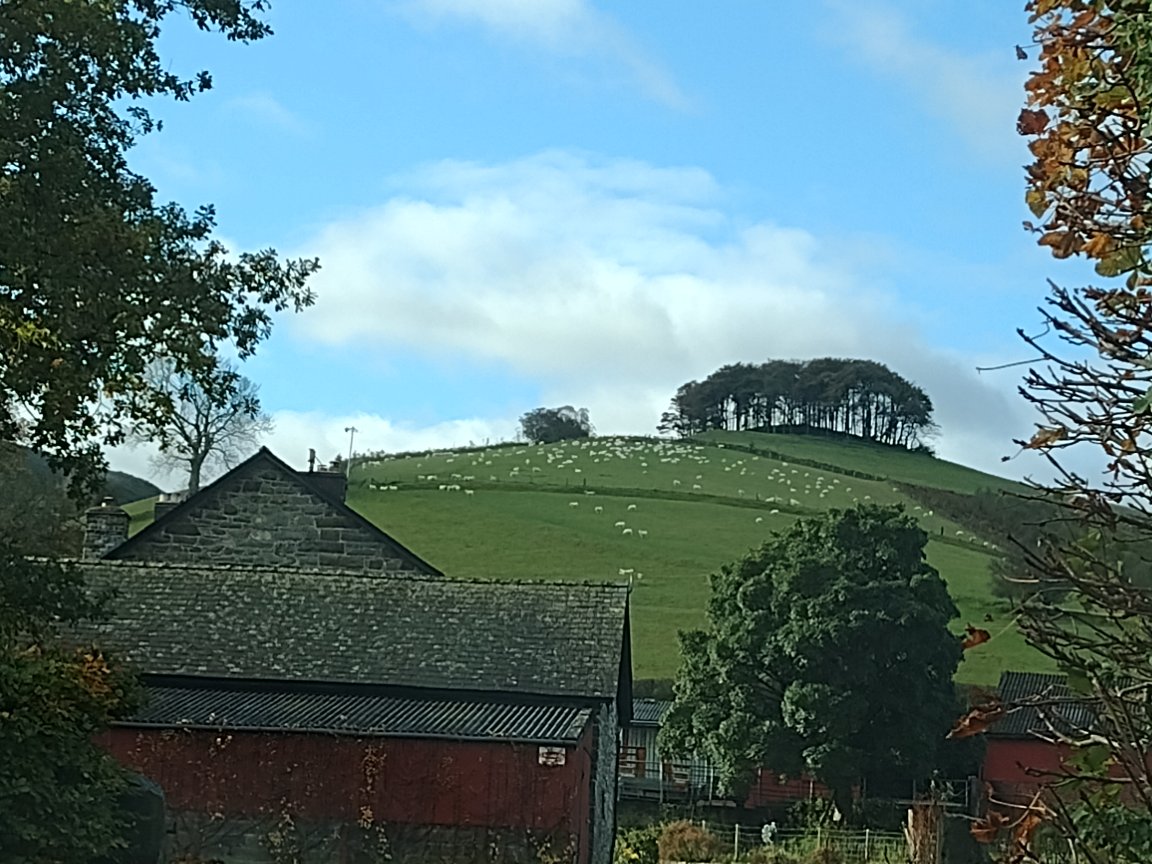 amandasegal's tweet photo. Ok, who moved the coming house trees to mid Wales? #Cornwall #Wales #cominghome #cominghometrees #nearlythere #nearlytheretrees #CookworthyKnapp https://t.co/M7QY7gvGfY
