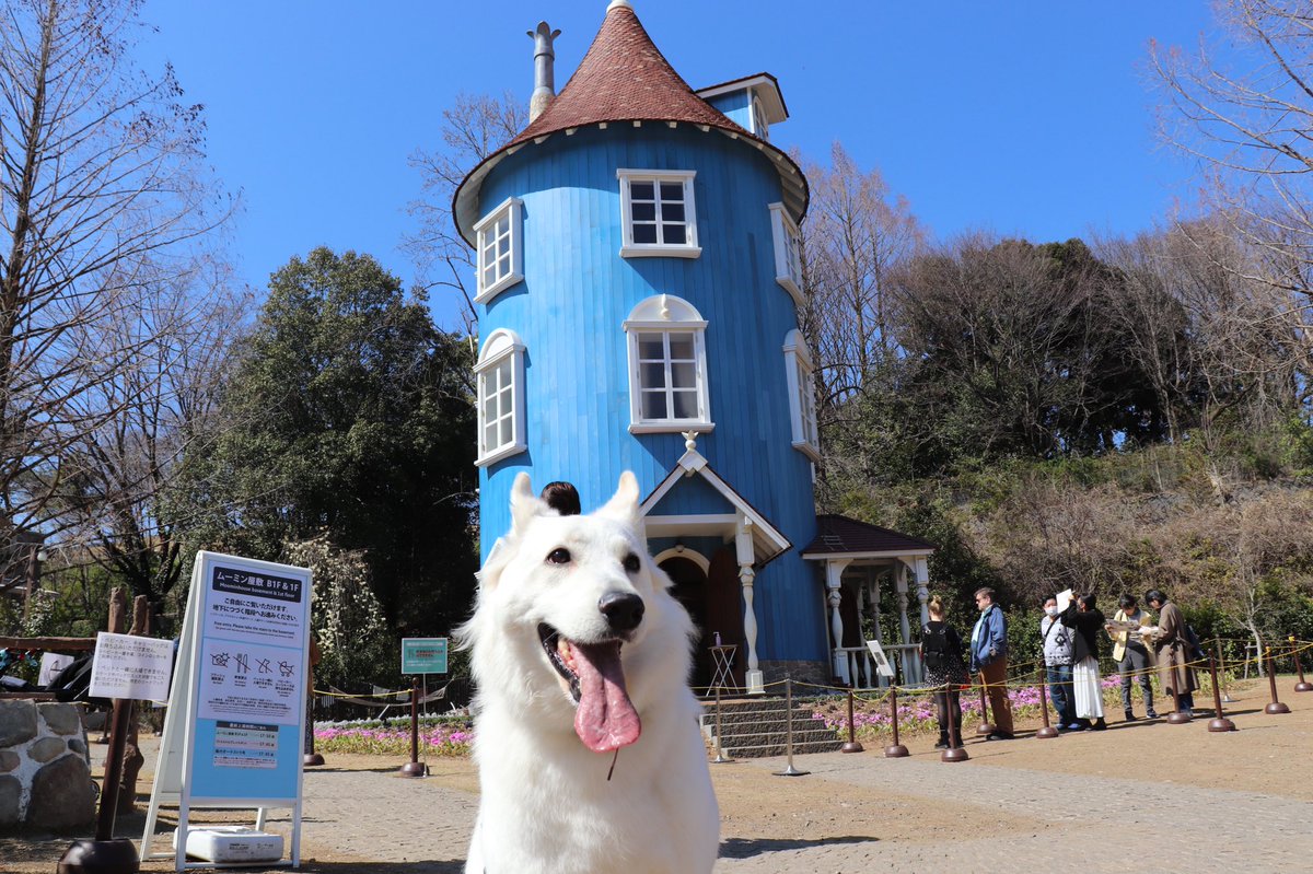 Letty0507's tweet photo. ムーミン谷のレティ😛
#ホワイトシェパード
#ホワイトスイスシェパード https://t.co/liQvtgEOjl