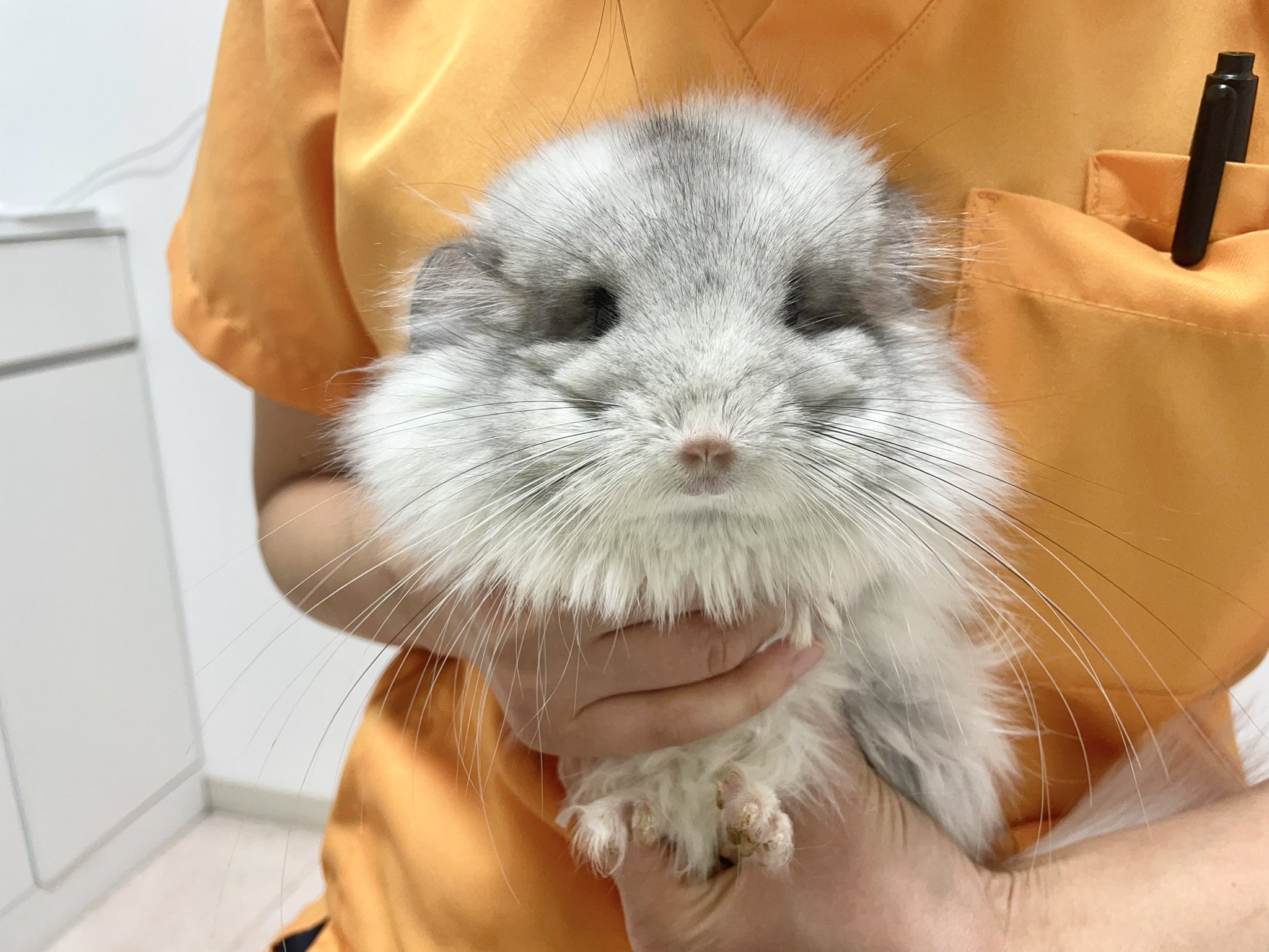 小動物専門店mou on X: 小動物専門店mou on X: