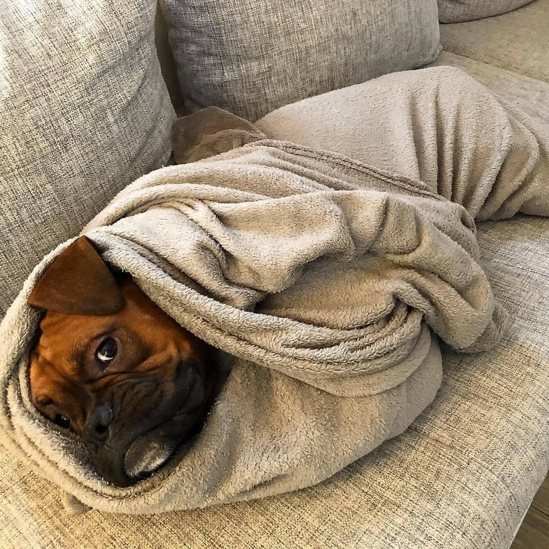 Boxerlover02's tweet photo. Sleeping
#boxerlover
#boxerdogs
#boxerlife
#boxer
#boxerpuppy
#boxerdoglove
#boxerdogsoftwitter
#boxerlove
#boxers
#boxerdoglover
#dogboxer https://t.co/IhDzZc2cbd