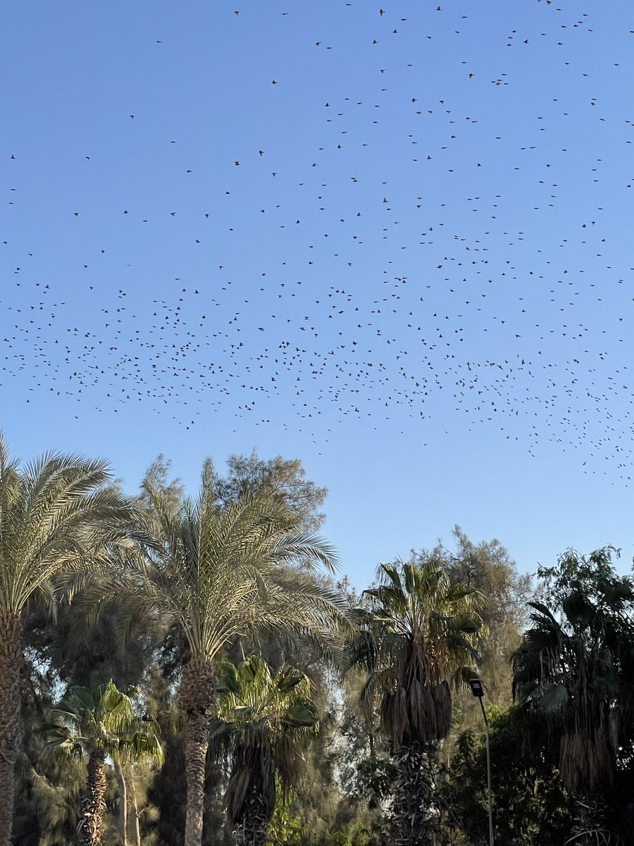 wafikembe's tweet photo. Birds flying over our Assiut Cement Plant @CEMEXEgypt #no_emissions #green_environment #ecofrindlyplant https://t.co/EYMTrVn8Jg