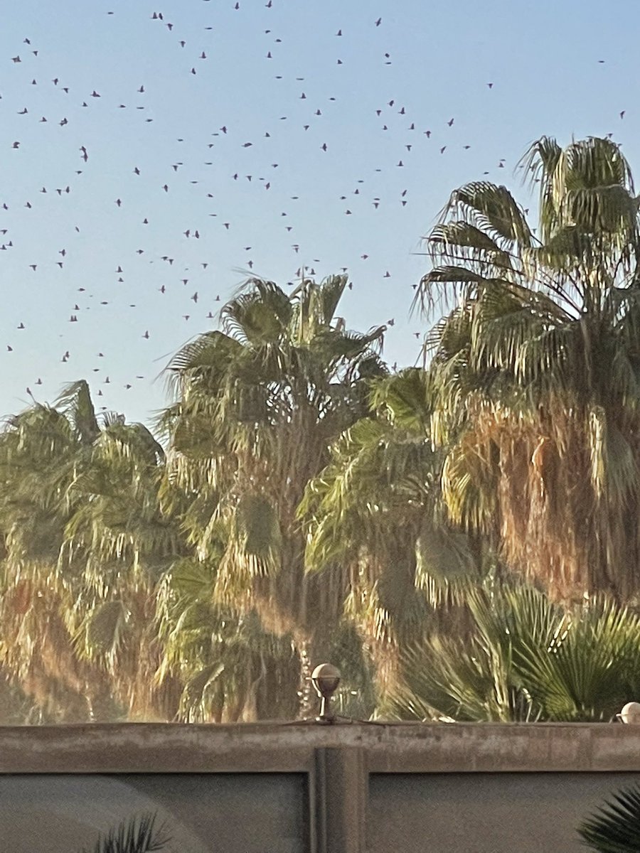wafikembe's tweet photo. Birds flying over our Assiut Cement Plant @CEMEXEgypt #no_emissions #green_environment #ecofrindlyplant https://t.co/EYMTrVn8Jg