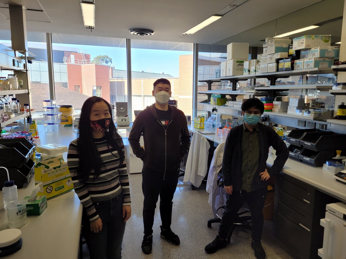 Leung Research Group (@leung_group) on Twitter photo First day back to the lab <a href="/Bio21Institute/">Bio21 Institute</a> <a href="/ChemistryUoM/">School of Chemistry | University of Melbourne</a> after the 6th lockdown in Melb. Welcome to the group <a href="/evelyn_huang_/">Evelyn Huang</a> our new PhD grad researcher who started her PhD during lockdown, & welcome back MSc students Junlang & <a href="/KampangChow/">Jinpeng Zhou</a> - Can't wait to start doing expts again! First day back to the lab <a href="/Bio21Institute/">Bio21 Institute</a> <a href="/ChemistryUoM/">School of Chemistry | University of Melbourne</a> after the 6th lockdown in Melb. Welcome to the group <a href="/evelyn_huang_/">Evelyn Huang</a> our new PhD grad researcher who started her PhD during lockdown, & welcome back MSc students Junlang & <a href="/KampangChow/">Jinpeng Zhou</a> - Can't wait to start doing expts again!