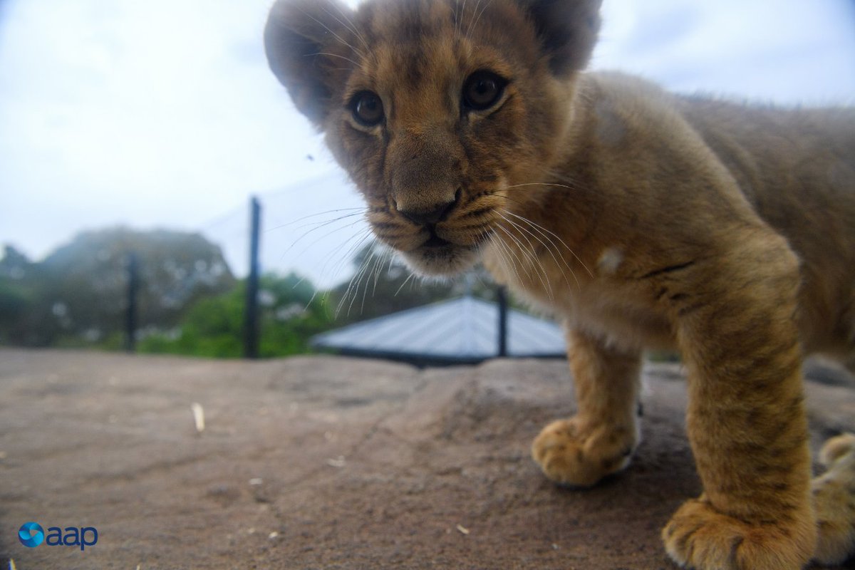 Australian Associated Press (AAP) (@aapnewswire) on Twitter photo ๐ฆ Meet Malika, Zuri, Ayanna, Khari and Luzuko. ๐ฆ
The five lion cubs have made their public debut at <a href="/tarongazoo/">Taronga Zoo</a>, the first litter of the big cats born at the Sydney tourist attraction in more than 18 years.
MORE: bit.ly/3mH2WDe
๐ท | <a href="/danhimbrechts/">Dan Himbrechts</a> - <a href="/aap_photos/">AAP Photos</a> ๐ฆ Meet Malika, Zuri, Ayanna, Khari and Luzuko. ๐ฆ
The five lion cubs have made their public debut at <a href="/tarongazoo/">Taronga Zoo</a>, the first litter of the big cats born at the Sydney tourist attraction in more than 18 years.
MORE: bit.ly/3mH2WDe
๐ท | <a href="/danhimbrechts/">Dan Himbrechts</a> - <a href="/aap_photos/">AAP Photos</a>
