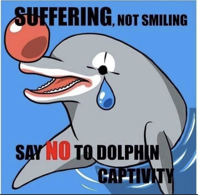 ❌UPDATE❌ 19 Bottlenose Dolphins have been taken into captivity from Taiji Japan.

They are the most prized dolphins as to humans they appear to be “smiling” whilst we clap 👏 and laugh 🤣 watching them be abused jumping through hoops for our entertainment. #nothingtosmileabout