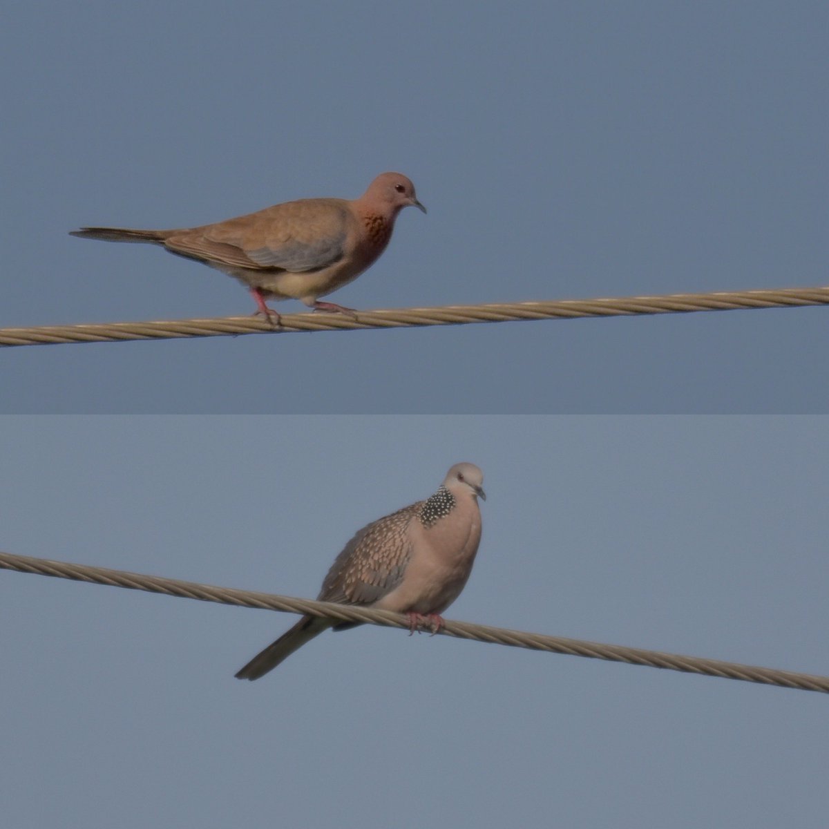 #Laughingdove #spotteddove #IndiAves #birding #birdphotography