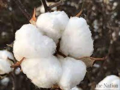 The_Nation's tweet photo. Over 6.2m cotton bales reach ginneries across Pakistan
https://t.co/8HBEjs8uNW
@GovtofPakistan #Cotton #Ginner #Newspaper https://t.co/pZK6TKHY9u