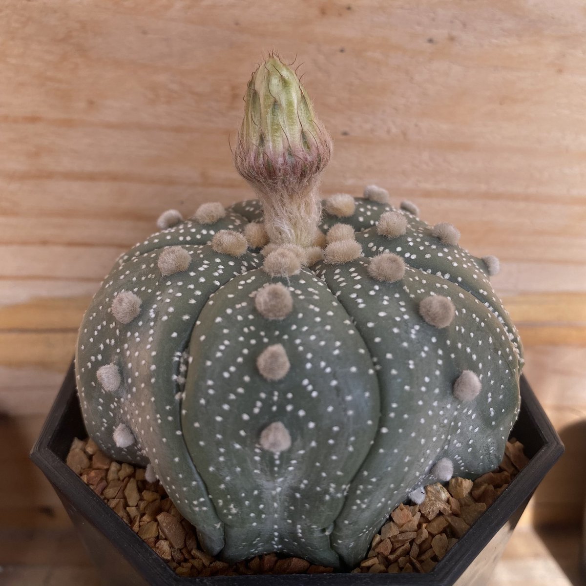 CactusDoubleK's tweet photo. ดอกสีอะไรน้าาาาาา 🌼🌸 
#แคคตัส #ยิมโน #cactus #ไม้ประดับไม้ตกแต่ง #ราคาถูก #ของตกแต่งห้อง #ต้นไม้ด่าง #ต้นไม้ #คริส #แคคตัสคริส https://t.co/Y2ZTVrGjY2