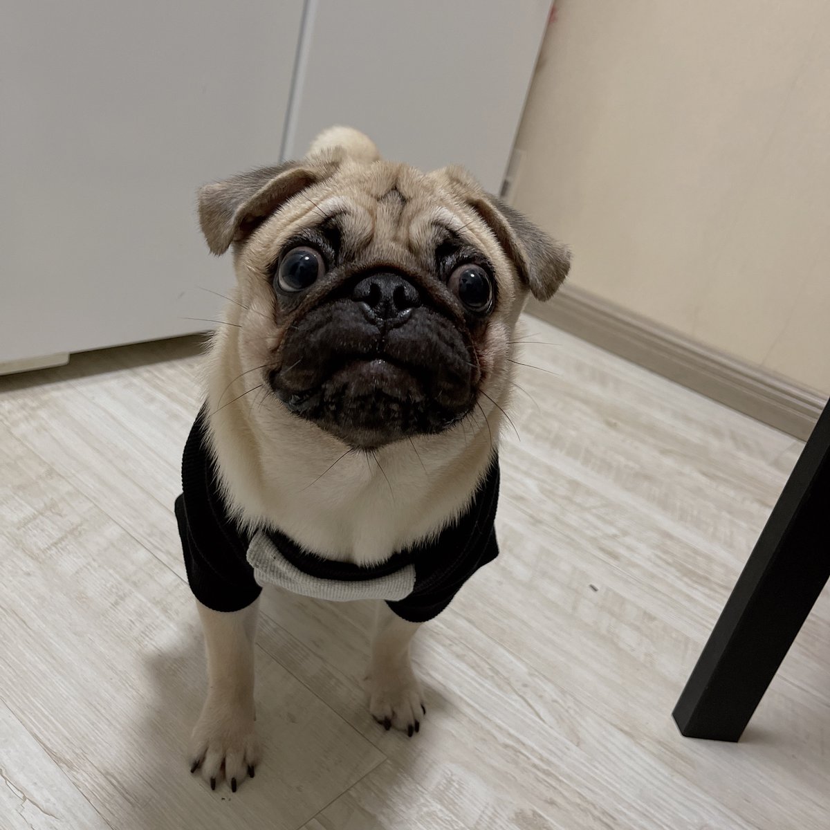 petmaxdesign's tweet photo. Surprised pug！🐶
#Surprisedpug #dog #doglove https://t.co/cqKUJSpgn7