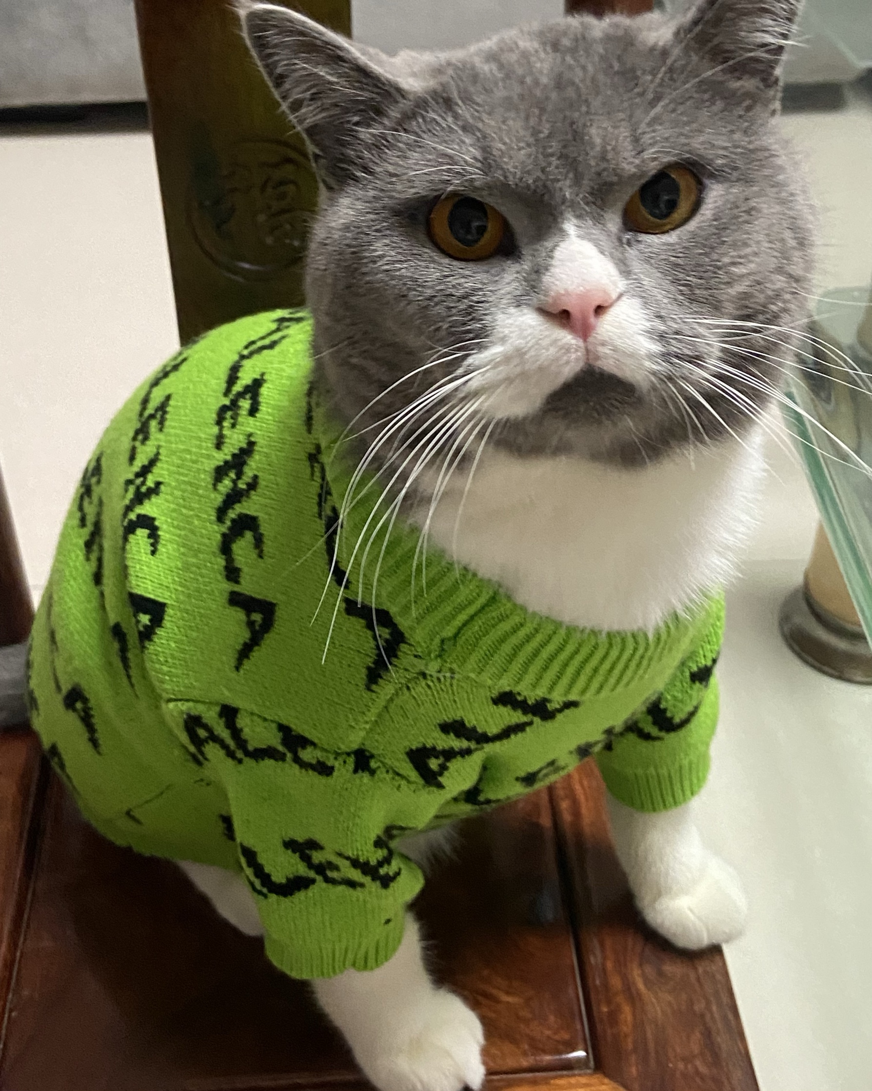 Dog Designer Shop / Twitter