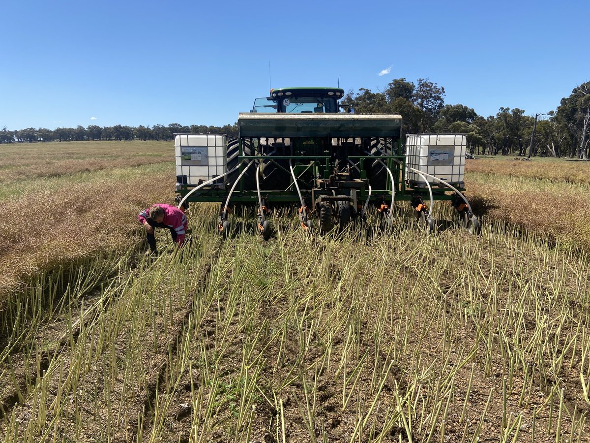 Marbarrup's tweet image. Seeding millet with the new home made seeder in between the canola swaths to hopefully make the most of the excess moisture ⁦@Tucsy438⁩ ⁦@alecjohn17⁩ #johnshearerwideseeder #rootboot #IBCchallenge