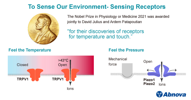 Abnova1's tweet photo. The Nobel Prize in Physiology or Medicine 2021 was awarded jointly to David Julius and Ardem Patapoutian "for their discoveries of receptors for temperature and touch.” 
#Nobelprize
📃Read full article
➠ https://t.co/SKqzCJZGHg https://t.co/cpFGX6nAs9