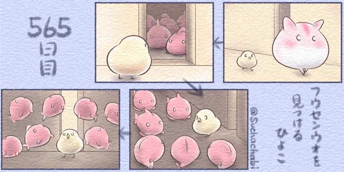 565日目 フウセンウオを見つけるひよこ 