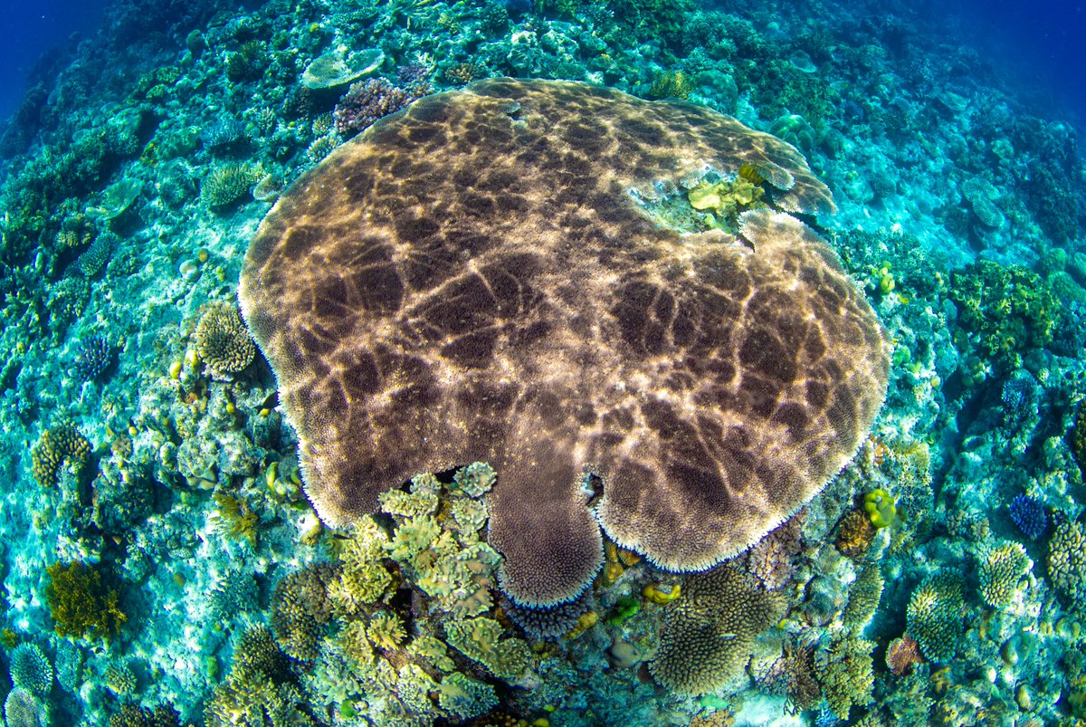 have you seen the colours on Australia's Great Barrier Reef?  #greatbarrierreef #colours #holidays #liveaboards #coralreef reefencounter.com.au