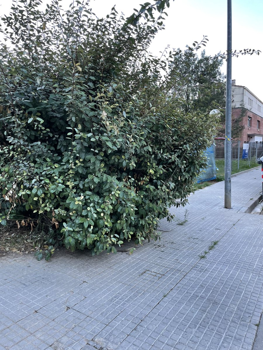 Maika Rodrigo Lleó tweet media