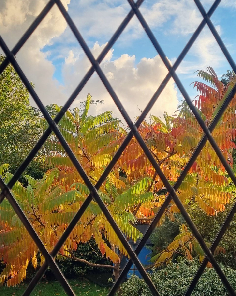 SarahReesTV's tweet photo. After the storm... An #Autumm sunset lights up the #feathery #leaves of the sumac. The wind was still ruffling all those wonderful leafy rainbow plumes...
#roomwithaview #loveautumn #backlit #autumnleaves #leafy
#rainbow #diamondwindow #andbreathe https://t.co/soMVlni4Na
