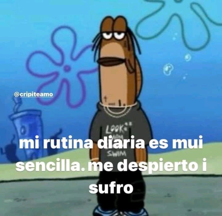 gatitos shitposting (@gatito_shitpost) on Twitter photo 