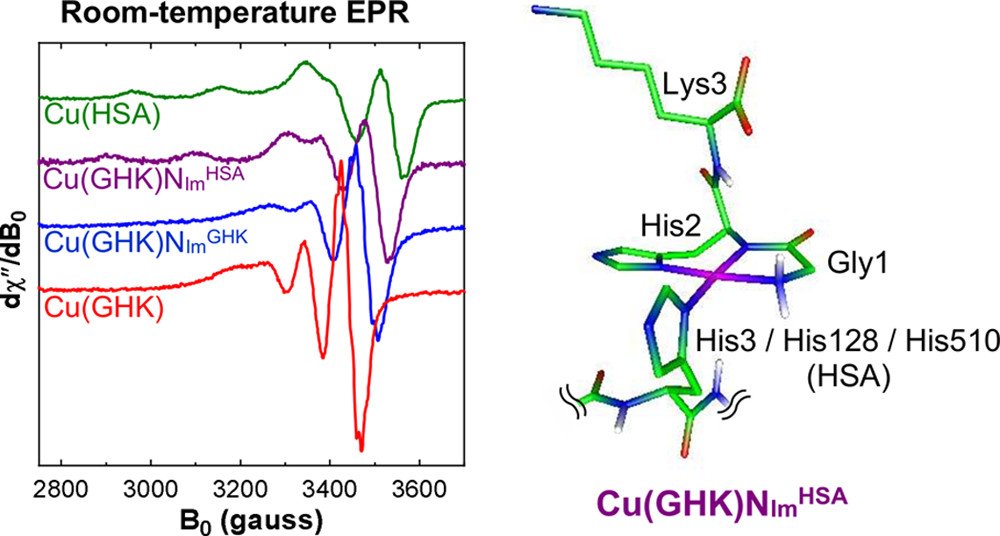 bhkenlo's tweet photo. Ternary Cu2+ Complexes of Human Serum Albumin and Glycyl-l-histidyl-l-lysine https://t.co/cV1t32C1rF Drew & co-workers @InorgChem ๐ขCommunication๐ข
#copper #HSA #GHK #growthfactor #EPR #ternary #His3 #His128 #His510 #docking #molecularshuttle #transport #exchangeablecopper
3โฃ๐ฅ๐ https://t.co/bsvmsI163z
